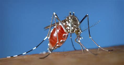 FDA warns public on mosquito coils .
